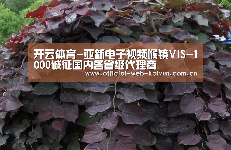 开云体育-亚新电子视频喉镜VIS-1000诚征国内各省级代理商(图2) 开云体育